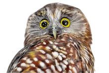 Load image into Gallery viewer, Ruru (Morepork)