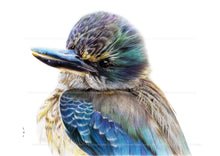 Load image into Gallery viewer, Juvenile kingfisher (Kotare)