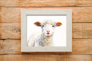 Lamb print