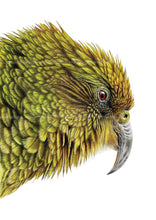 Load image into Gallery viewer, Kea print
