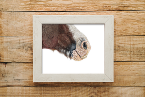 Horse muzzle print