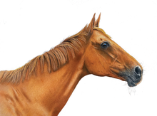 Load image into Gallery viewer, A2 Pastel COLOUR (16&quot; x 20&quot;)

