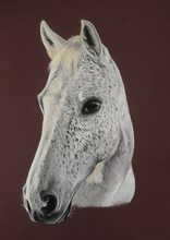 Load image into Gallery viewer, A3 Pastel COLOUR Portraits (11&quot; x 14&quot; 28cm x 35cm)
